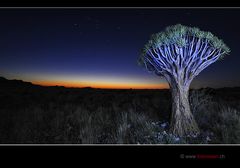 Quivertree in the Namib Desert