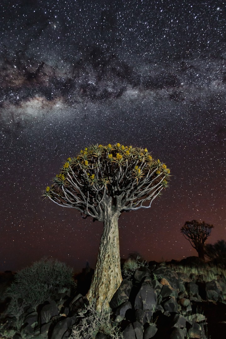 quivertree @ night