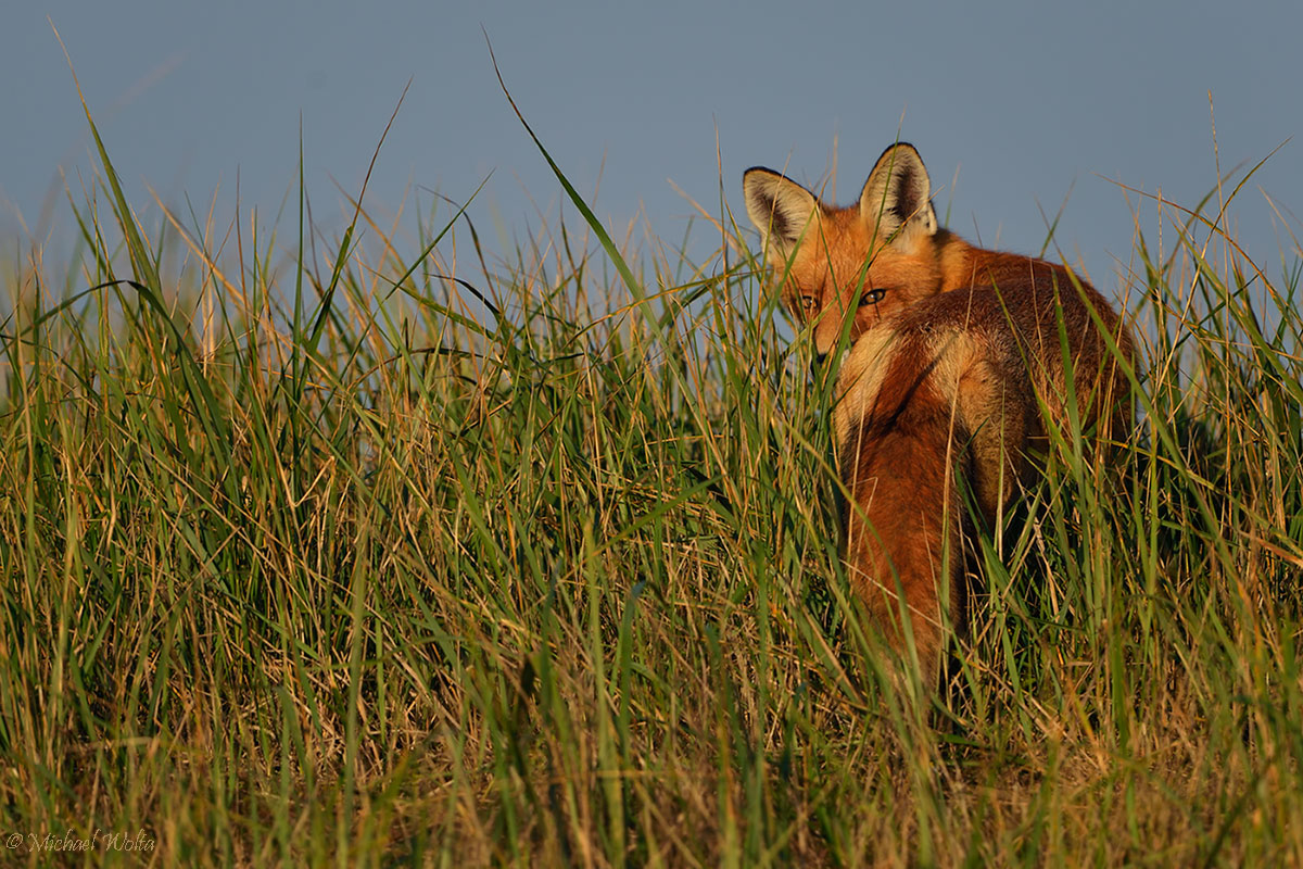 Quo vadis, Vulpes vulpes?