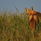 Quo vadis, Vulpes vulpes?