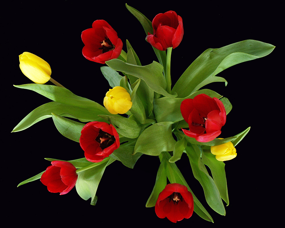Quoi de mieux que des tulipes….
