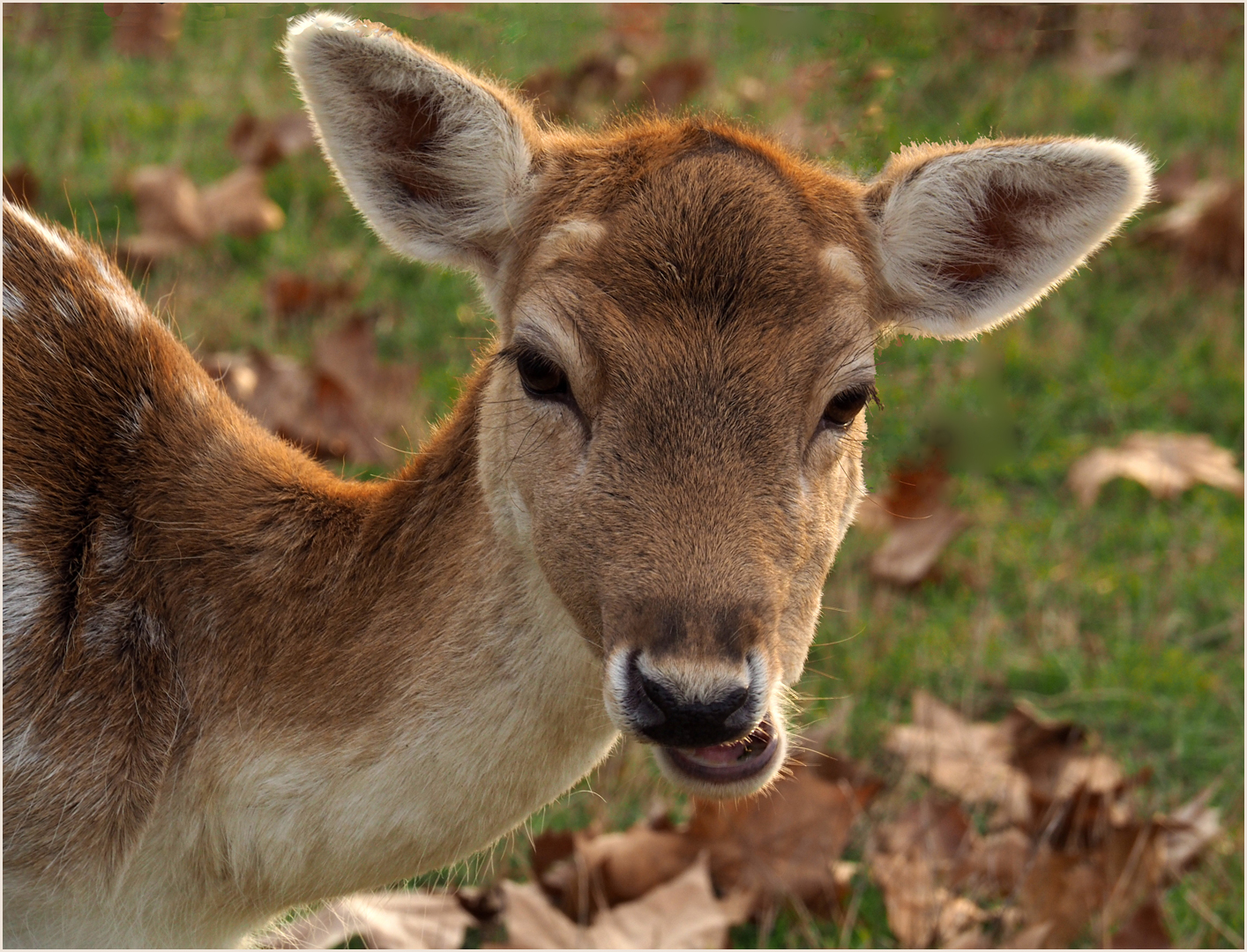 Quoi ma gueule… ?