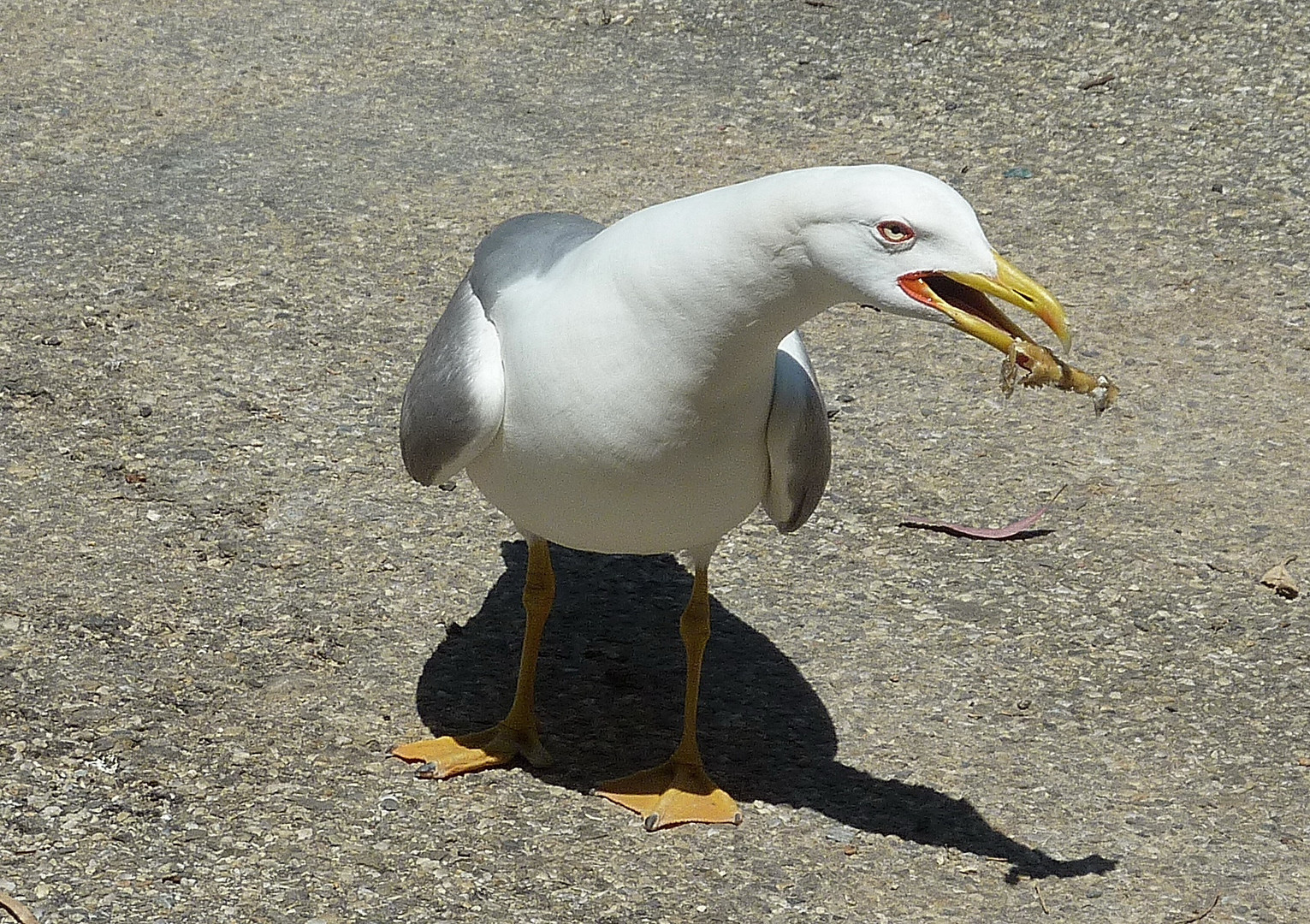 Quoi ! ma gueule !