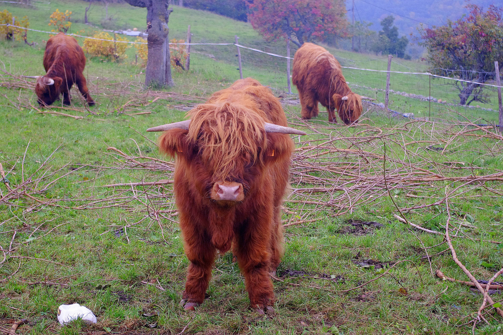 Quoi, mon coiffeur ?????