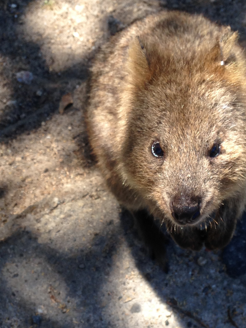 Quokka