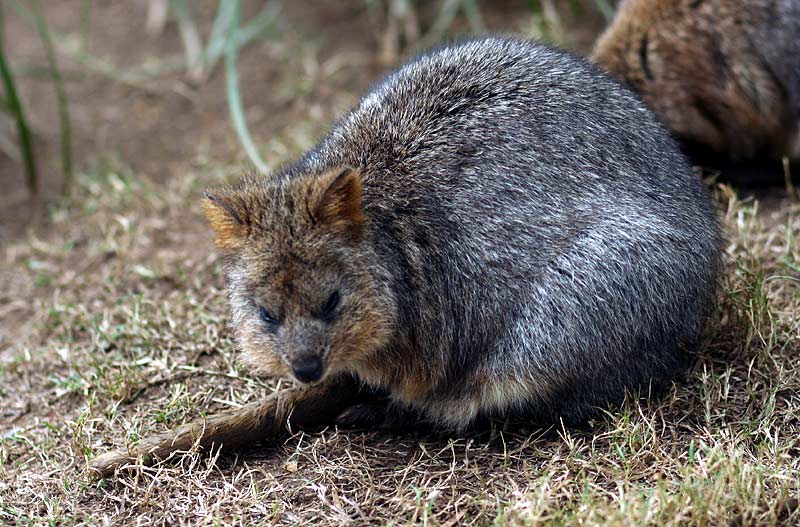 Quokka