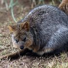 Quokka