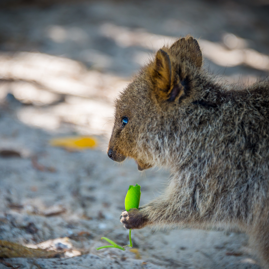 Quokka auf Rottnest Island, Western Australia