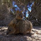 Quokka mal zwei