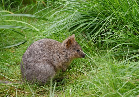  Quokka oder auch Kurzschwanzkänguru