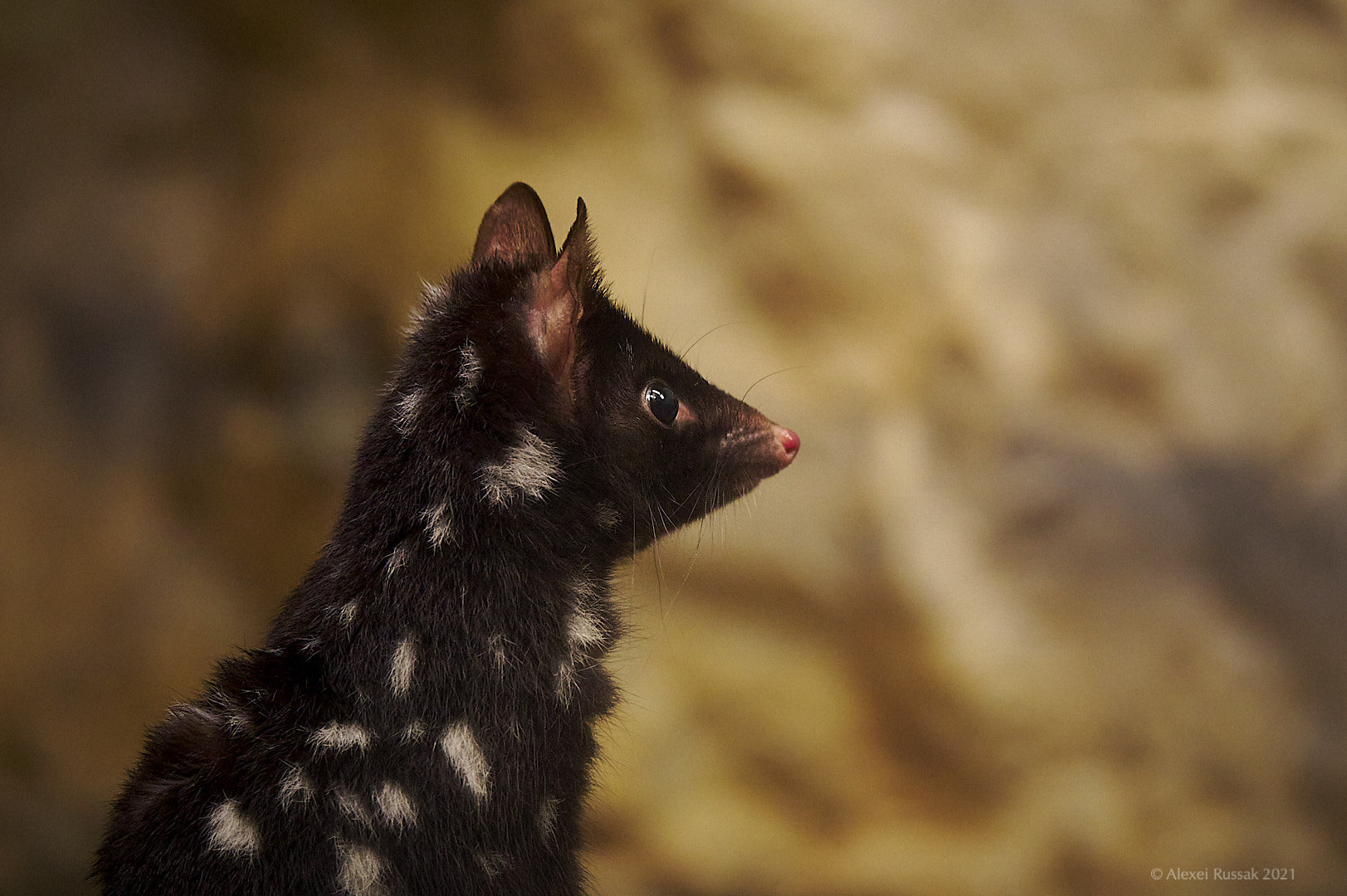 Quoll