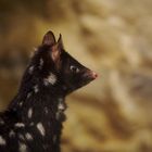 Quoll