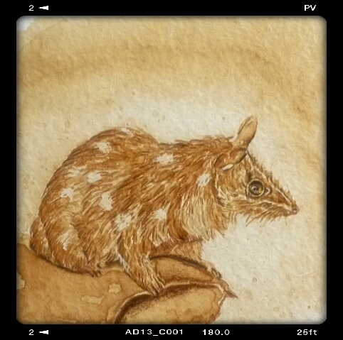 Quoll