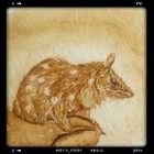 Quoll