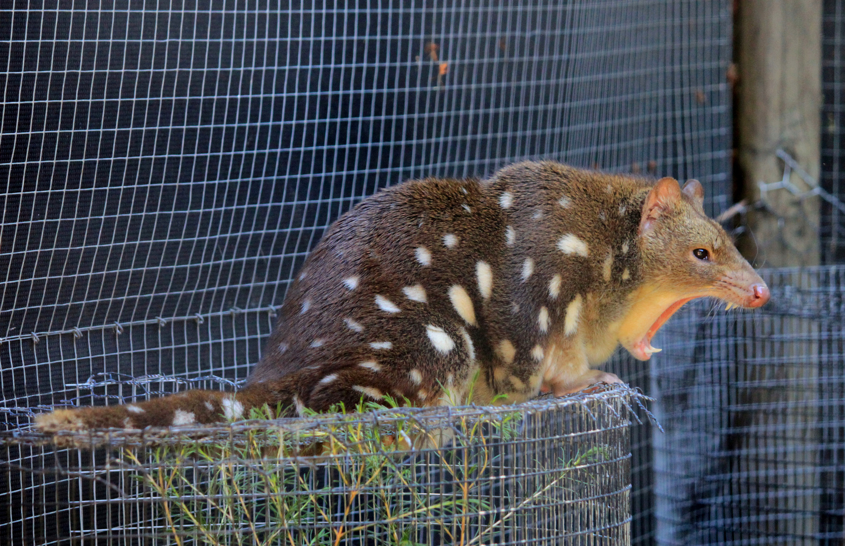 Quoll