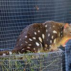 Quoll