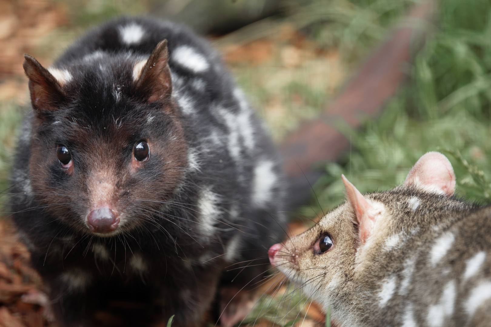 Quolls