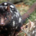 Quolls