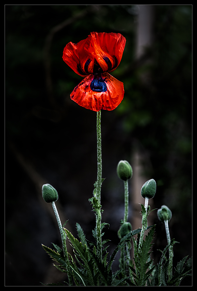 Quotenmohn