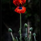 Quotenmohn