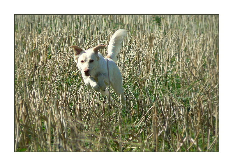 &quot;Spring in´s Feld &quot;