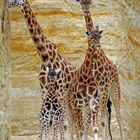 qu'y a t'il plus G que Girafes (familly 's ) !