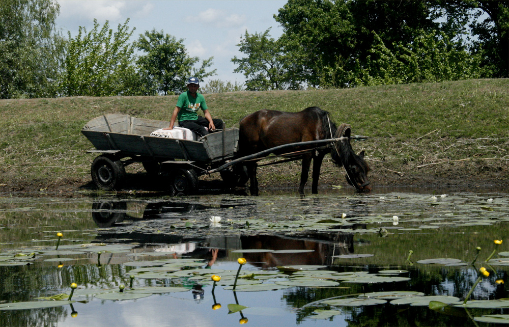 R 16 ... mit der Pferdekutsche im Donaudelta