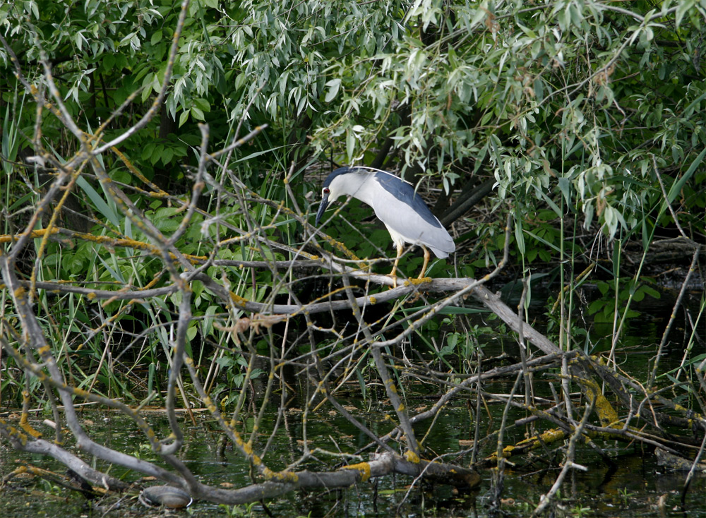 R 2 ... mit dem Motorboot im Donaudelta