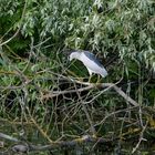 R 2 ... mit dem Motorboot im Donaudelta