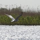 R 3 ... mit dem Motorboot im Donaudelta