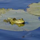 R 5 ... mit dem Motorboot im Donaudelta