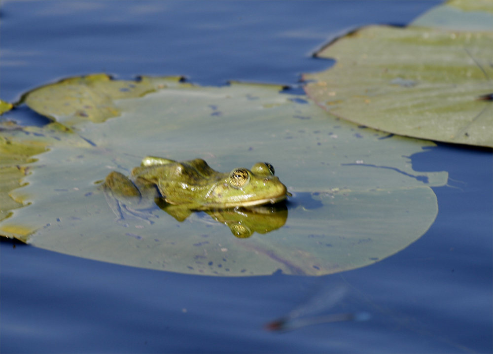 R 5 ... mit dem Motorboot im Donaudelta