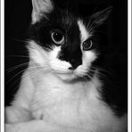 R A M S E S (19.5.1996 - 21.07.2012)