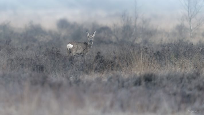 — r e h . i m . m o [o] r g e n d l i c h e n . m o o r —