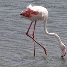 (R) Flamingo