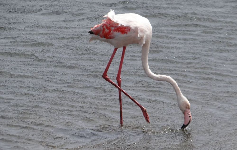 (R) Flamingo