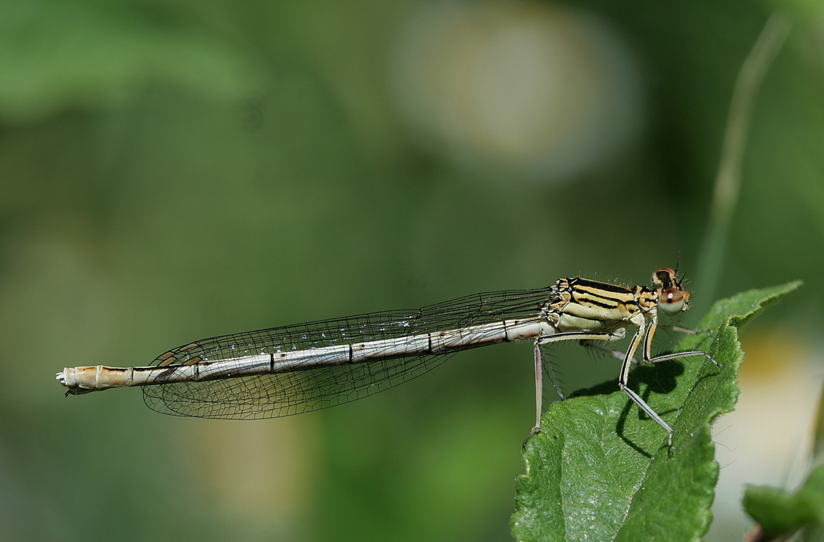 r Gemeinen Becherjungfer (Enallagma cyathigerum)