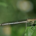 r Gemeinen Becherjungfer (Enallagma cyathigerum)