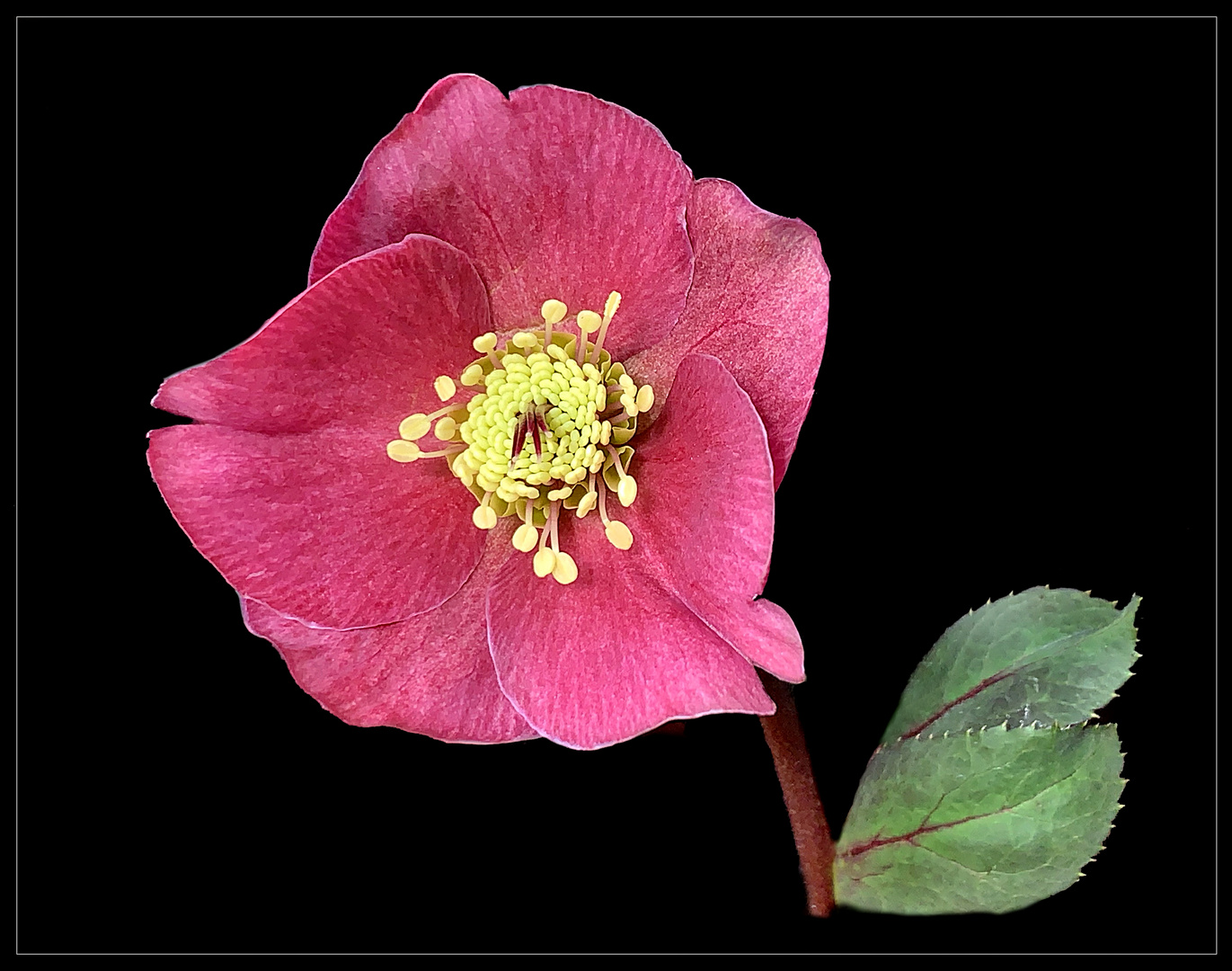 = R = Helleborus frostkiss 'Anna's Red' - Rote Christrose 