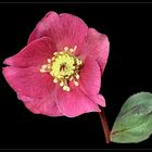 = R = Helleborus frostkiss 'Anna's Red' - Rote Christrose 