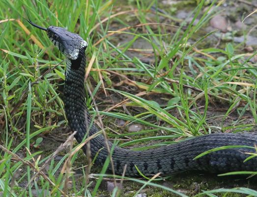 R I N G E L N A T T E R