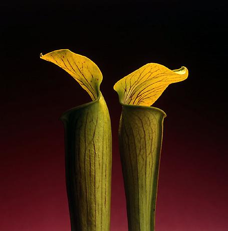 R M - Double-Jack-in-the-Pulpit-1988