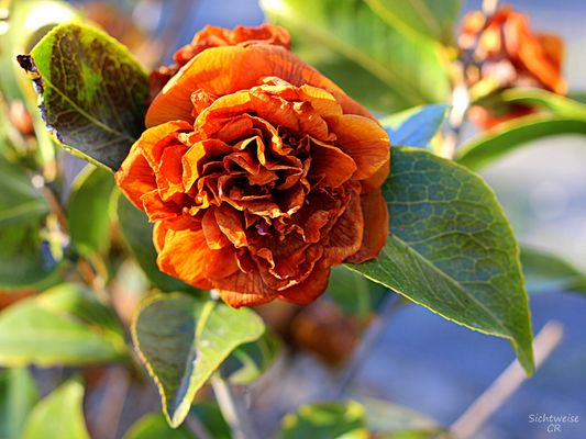 Rosen Bilder & Fotos