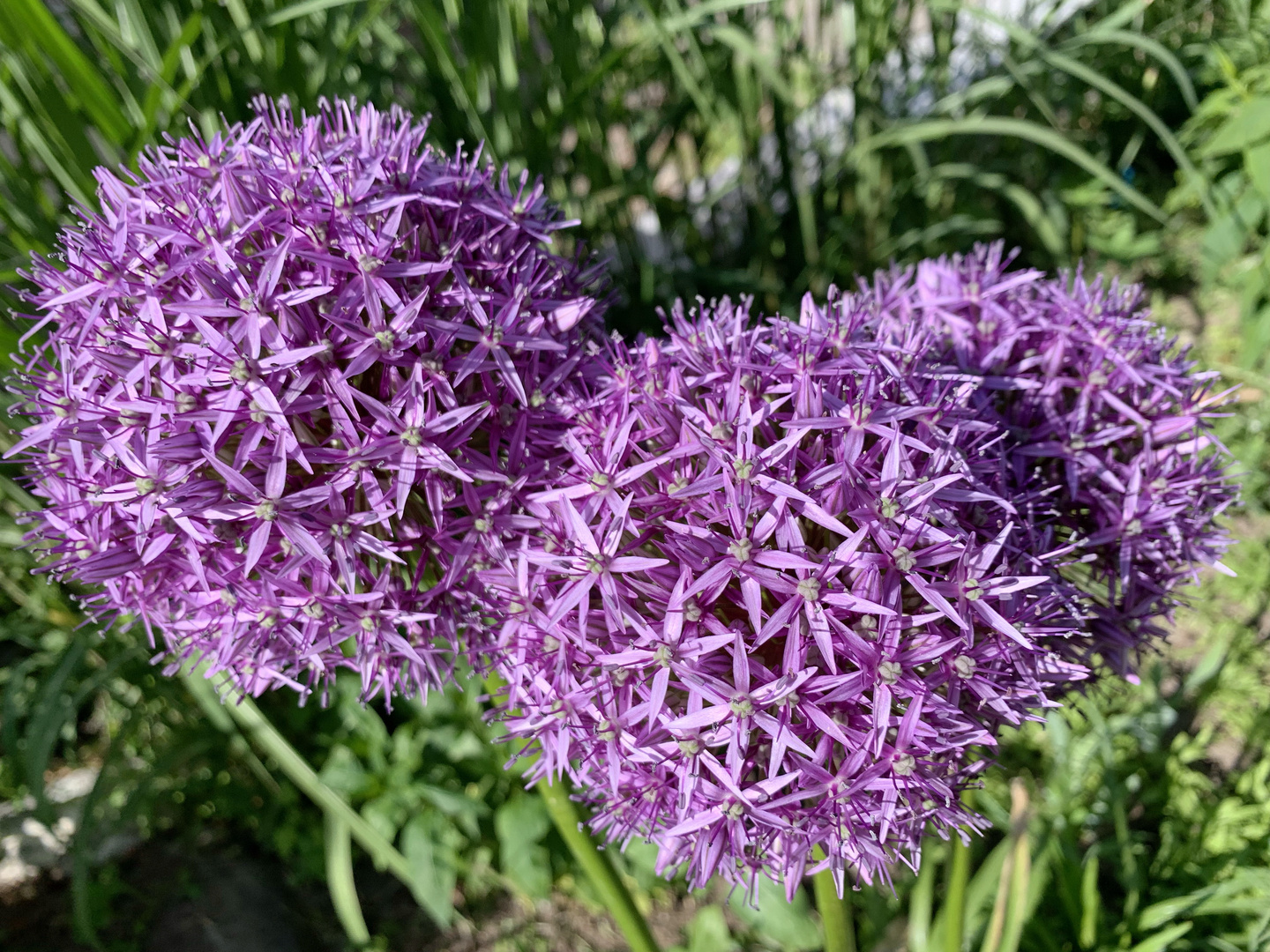 = R = Riesen-Lauch (Allium giganteum)