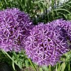 = R = Riesen-Lauch (Allium giganteum)