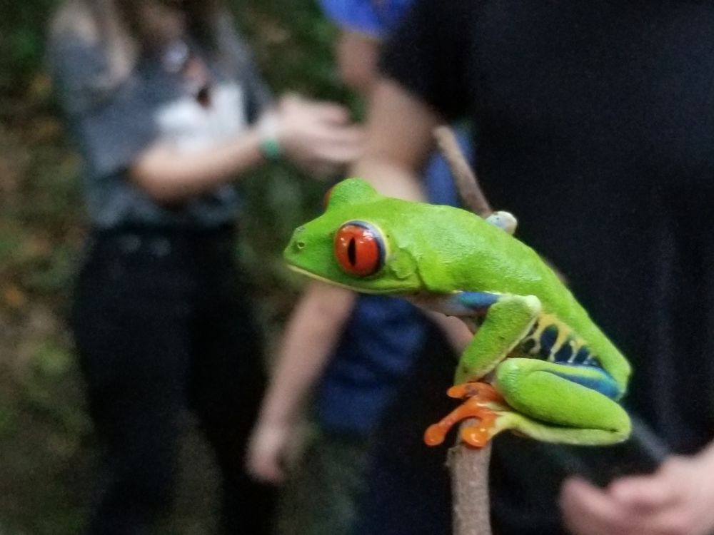 = R = Rotaugenlaubfrosch Costa Rica