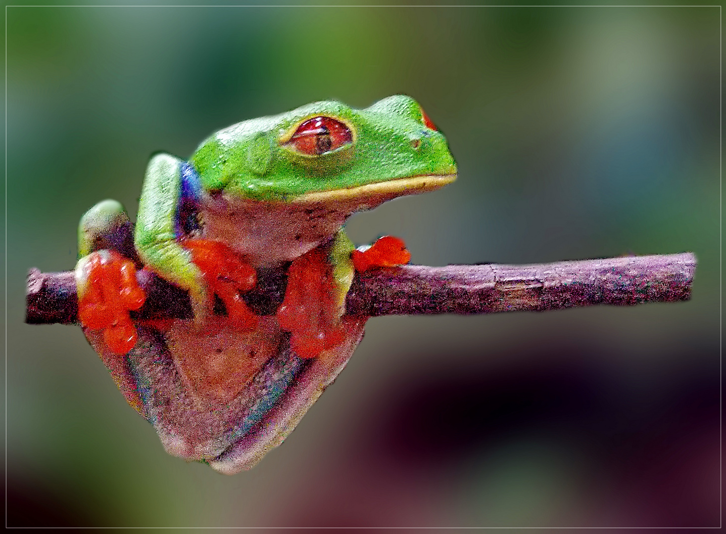 = R = Rotaugenlaubfrosch Costa Rica  