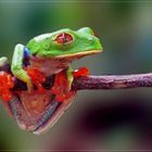 = R = Rotaugenlaubfrosch Costa Rica  