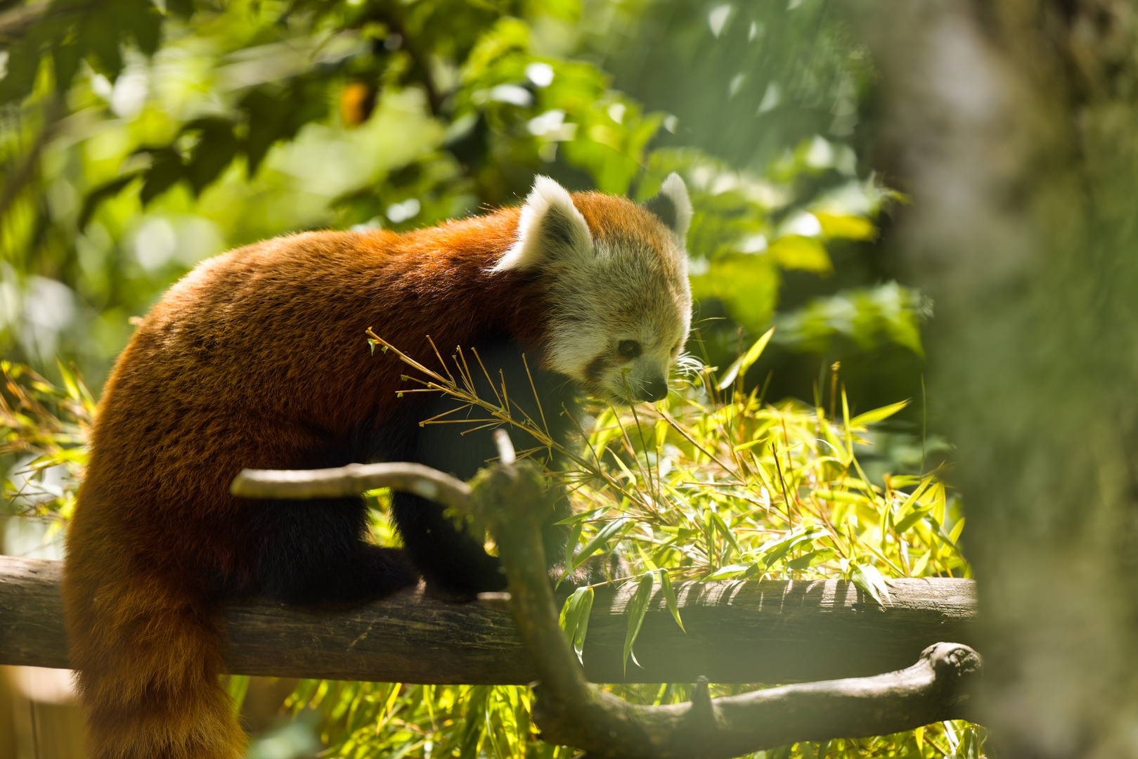 R5_0E2A3708_Zoo Zürich-17