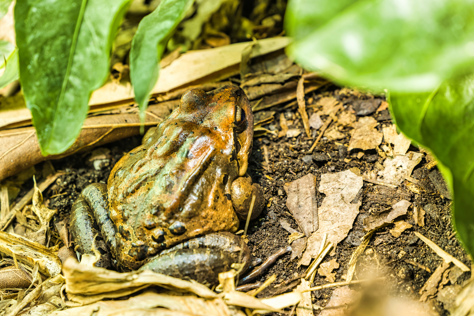 R5_0E2A3746_Zoo Zürich-01